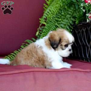Archie, Shih Tzu Puppy